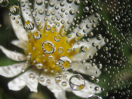 flower reflection - daisy, dew, reflection, flower