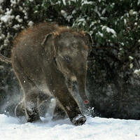 snow winter baby elephant