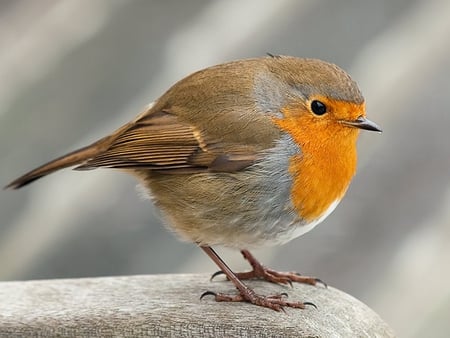 Batman's Friend - winter, robin, bird, redbreast