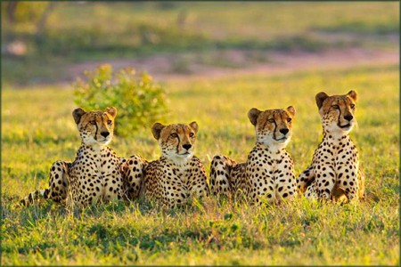 Cheetahs in Row - in row, cheetahs, picture, beautiful