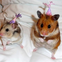 Happy New Year
