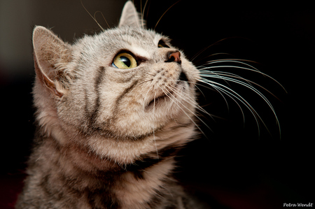 beautiful cat - brown tiger, beautiful, little, closeup, cat