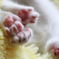 KITTY PAWS