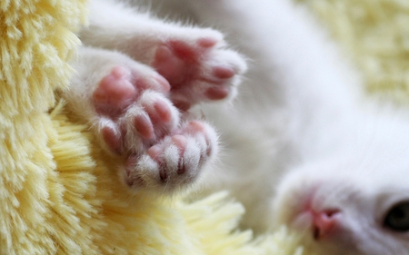 KITTY PAWS