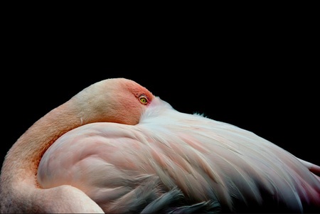 Good Night - beaut, black, sleep, stork, pink