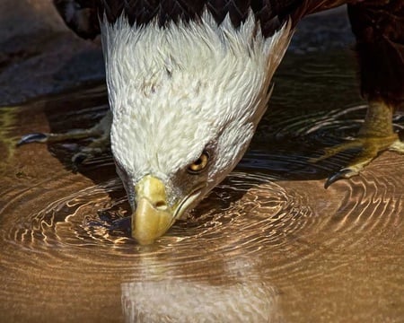 Cool Drink on a Hot Day - drink, eagle, water, cool