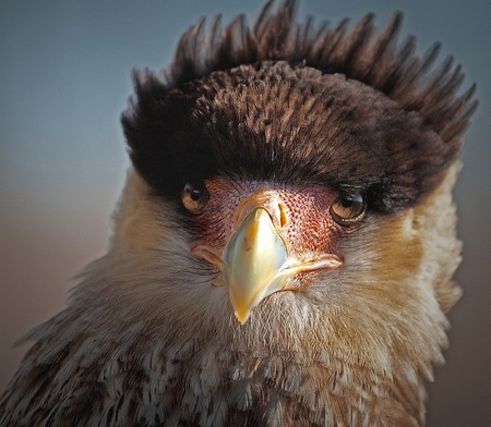 New hairstyle...do you like it? - eagle, cool, beaut, brown hair