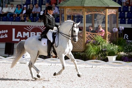 Spanish Elite - horses, spanish, grey, andalusian, dressage