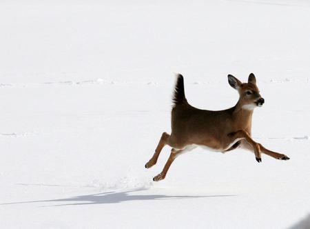 fawn - forest, wild, snow, winter, fawn, sweet, cute, little