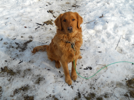 sits pretty - retriever, sitting, jazz, pretty