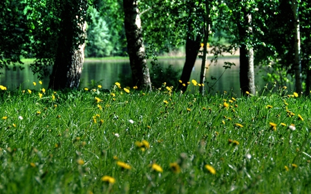 green nature - nature, green, flowers, river