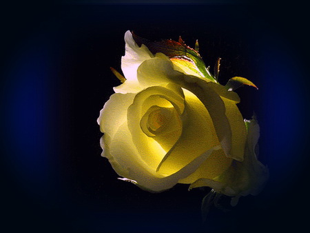 Rose glow - glow, yellow, rose, light, blue background