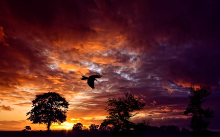 Returning Home - eagle, beauty, flying, clouds, nightfall, trees, sunset