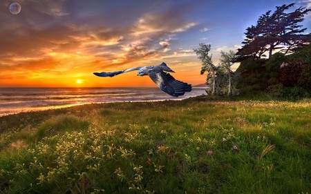 The Falcon Going To Land - flying, trees, field, sunset, falcon, sea, grassland