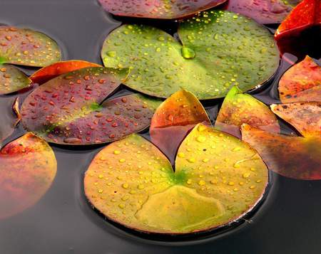 Rain Drops on Lily Pads - moisture, colour, pond, water lily, pink, orange, red, green, leaf