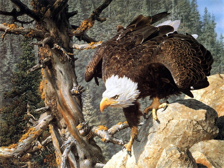 Eagle - eagle, forest, attack, nature