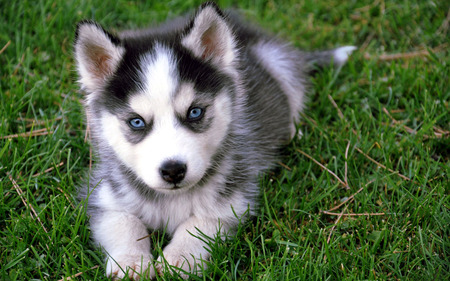 Adorable Puppy - husky, eyes, dog, lying, grass, dog face, paws, pet, animal, dogs, face, puppy, beautiful, beauty, puppies, lovely, sweet, baby, green, cute, adorable, animals