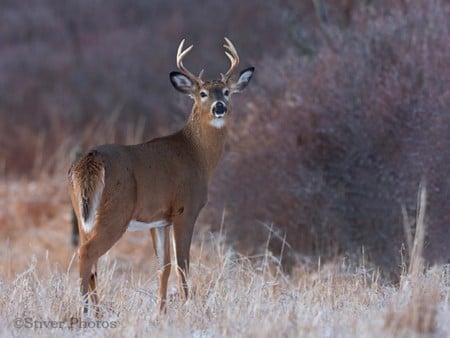 Deer - picture, cool, deer, beautiful