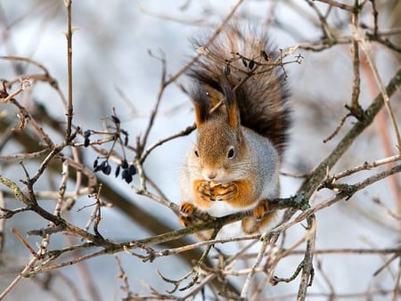 Squirrel  on Tree - on tree, cute, squirrel, picture