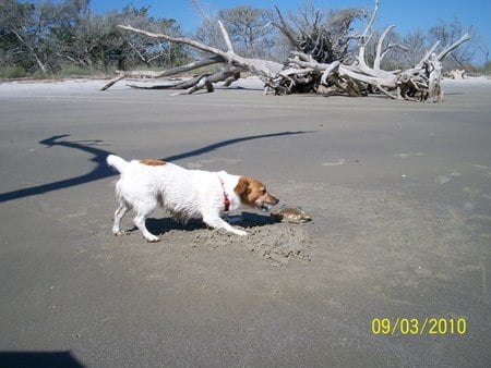 FUN AT THE BEACH - isand, jeykll, crab, summer