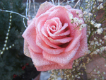 frozen rose