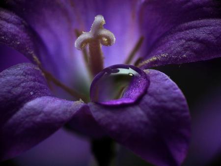 PURPLE BEAUTY - drop, blue, flower, petals