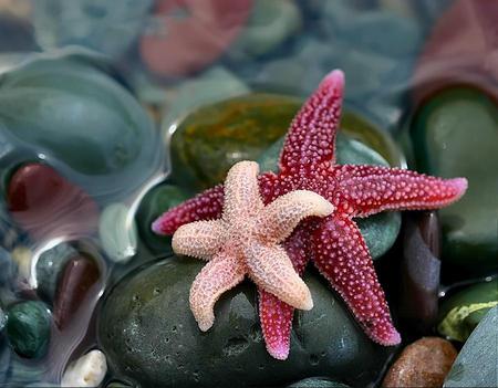 DO THEY KNOW THEY ARE STARS ? - pebbles, starfish, water, pink