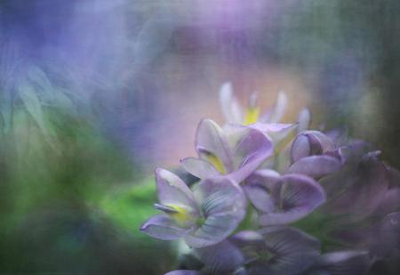 MAGIC MEADOW - purple, flowers, pale, misty