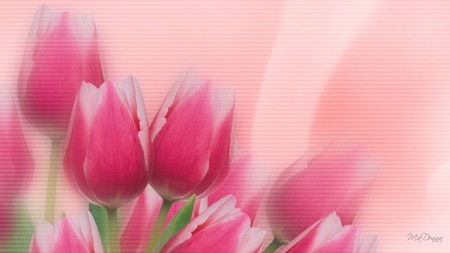 Tulips Pink - abstract, floral, tulips, flowers, firefox persona, spring