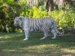 White Tiger on the go