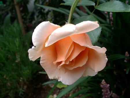 Rose Bud Apricot - pretty, delicate, bud, spring, flower, apricot, garden, rose, new, pastel