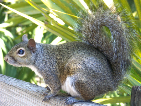 Nutty - small, squirrel, friendly, wild