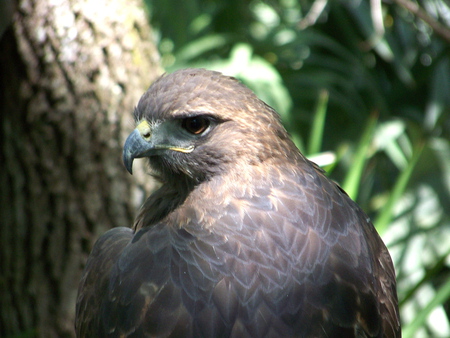 Mr Hawk - bird, small, watchers, wild