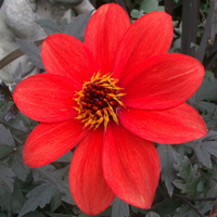 Orange Dahlia Flower