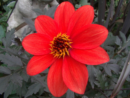 Orange Dahlia Flower - garden, dahlia, orange, flower