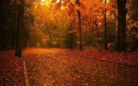 famous autumn - fall, trees, awesome, season, coool, nice, orange, leaves