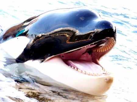 Talking Orca - fun, fish, intertainment, animals