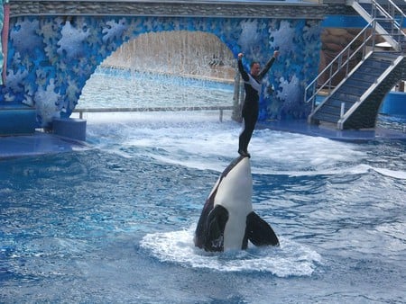 Orca Playing - water, fish, intertainment, animals