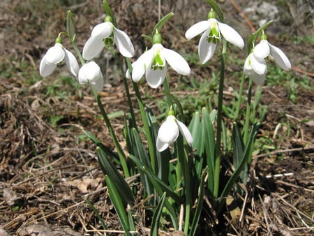 Snowdrops - snowdrops, beauty, spring, sesons, flowers, popular, white, nature, green