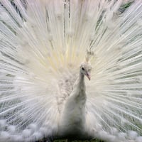 An Albino Peacock