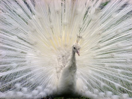 An Albino Peacock - white, animal, bird, albino, peacock