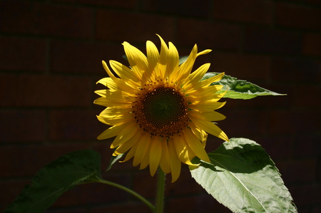 sunflower - grown with love, home grown, follows the sun, bright and sunny