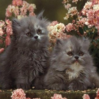 Pink & Grey