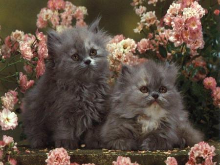 Pink & Grey - flowers, grey, kittens, cats, pink, animals