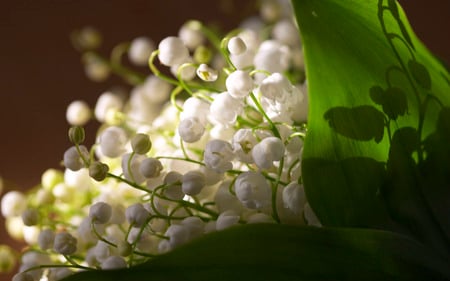 Lilly of the Valley for my friend CroZg - beautiful, bouquet, lilly, valley