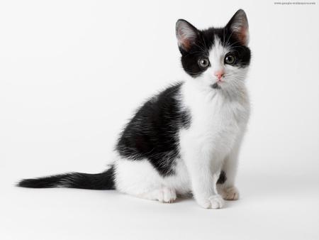 black & white - sitting, nice, cat, black white, kitten