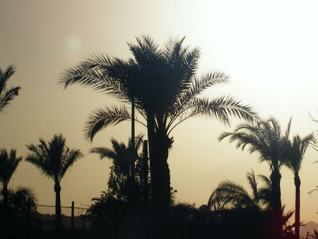 silver sky - palms, heat, sunset, warm