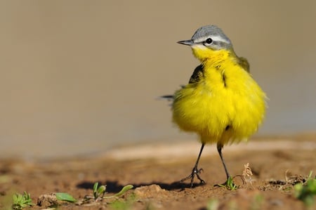 Gone with the Wind - sweet, yellow, cute, bird