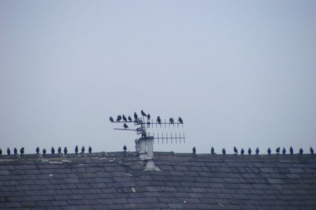 the birds - lined up, rooftop, queing, birds