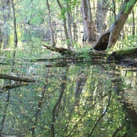 Flooded Trees